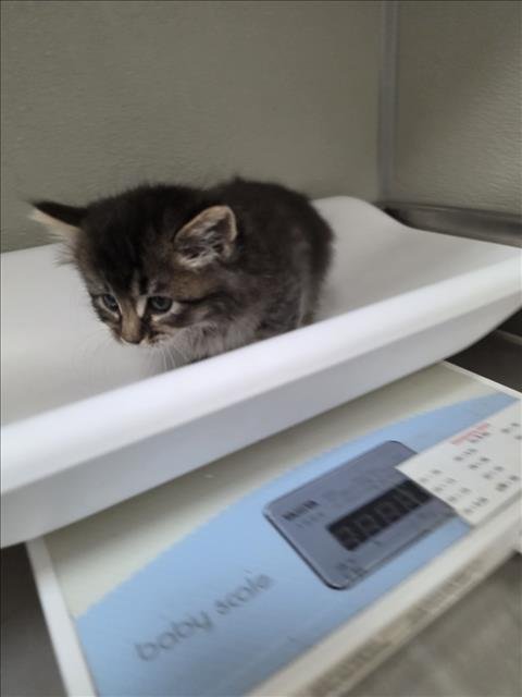 A047190 - Domestic Medium Hair available for adoption