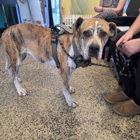 A047001 - Great Dane / Pit Bull Terrier available for adoption