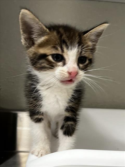 CROCUS - Domestic Short Hair for adoption in Modesto