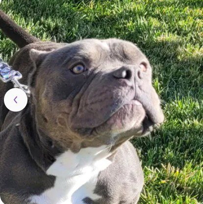 A046763 - Pit Bull Terrier available for adoption