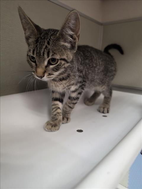 GUMBALL - Domestic Short Hair available for adoption
