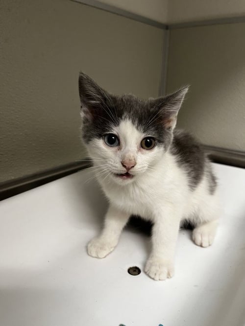 DOVE - Domestic Short Hair for adoption in Stockton