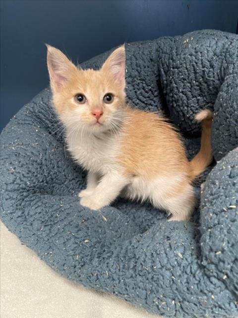 ROMERO - Domestic Short Hair available for adoption