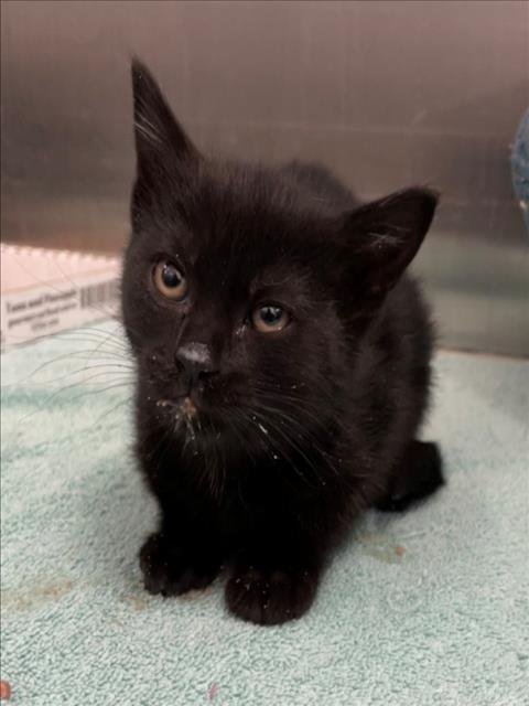 NEWRY - Domestic Short Hair available for adoption