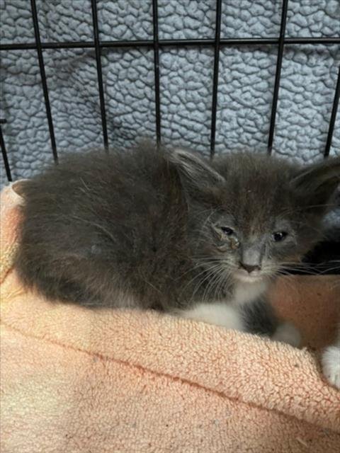 MOANA - Domestic Long Hair available for adoption