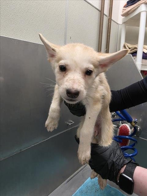 BREE - Siberian Husky available for adoption