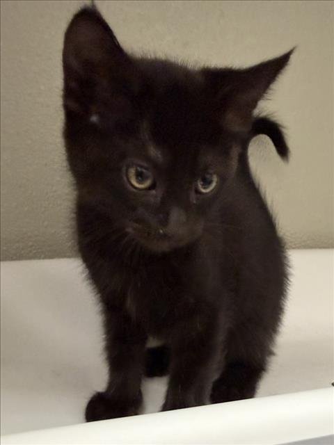 AGNES - Domestic Short Hair available for adoption