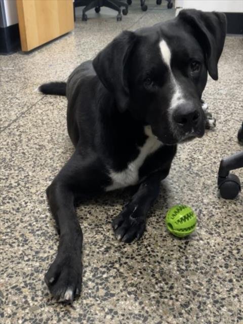 VERN - Pit Bull Terrier available for adoption