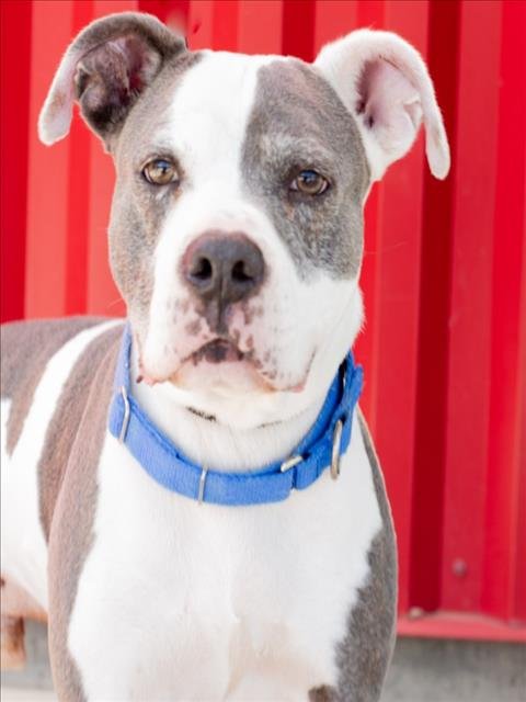RAISIN - Pit Bull Terrier available for adoption