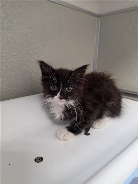 TARZAN - Domestic Medium Hair available for adoption