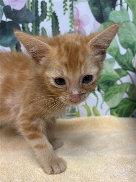 SIMBA - Domestic Short Hair available for adoption