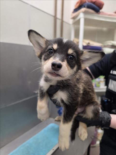 QUIN - Siberian Husky available for adoption