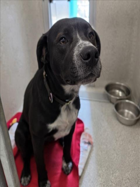 SHANNON - Pit Bull Terrier / Border Collie available for adoption