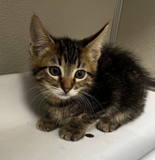 WALTER - Domestic Medium Hair available for adoption