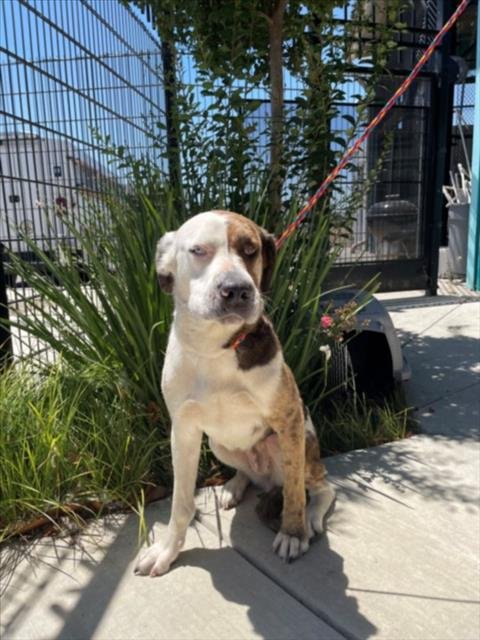 BOO - Great Dane available for adoption