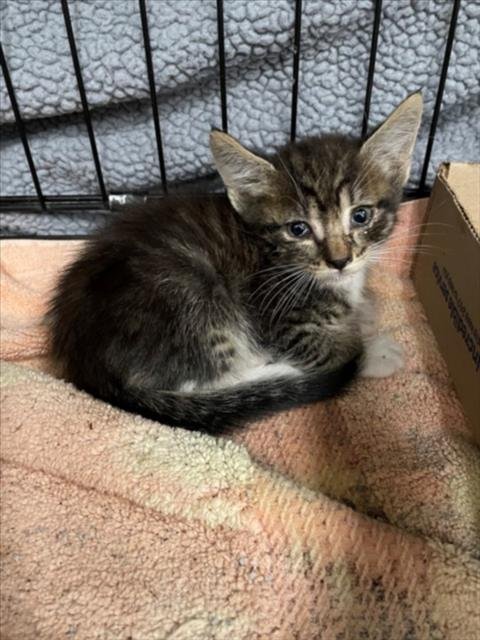 POOH - Domestic Medium Hair available for adoption