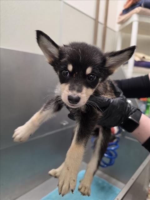 DINGLE - Siberian Husky available for adoption