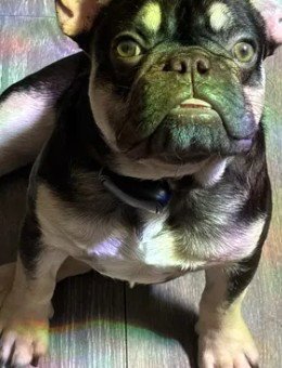 A048232 - French Bulldog available for adoption