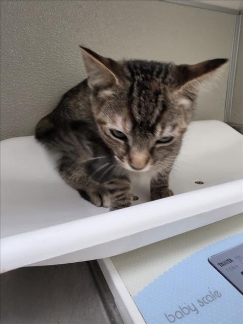 BUBBLES - Domestic Short Hair available for adoption