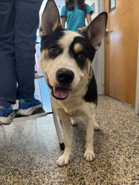 LEON - Border Collie available for adoption