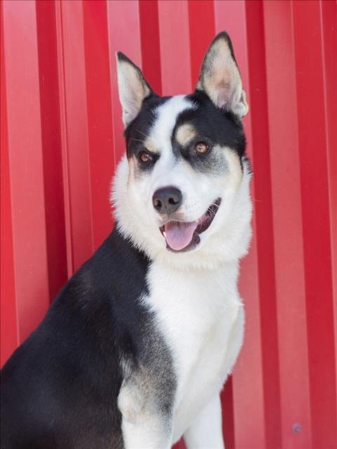 LEON - Border Collie available for adoption
