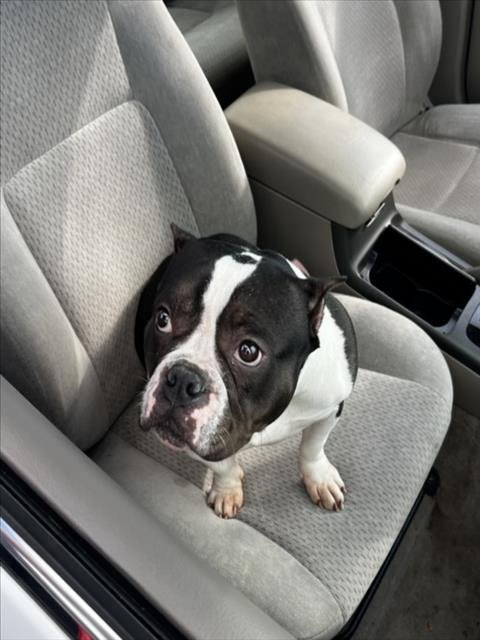 A046574 - Pit Bull Terrier available for adoption