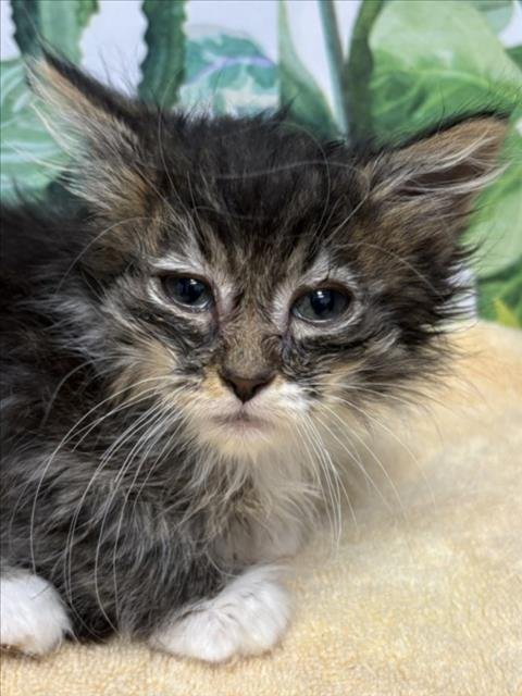 NALA Image