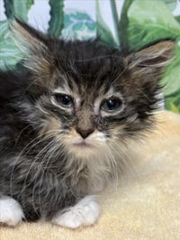 NALA - Photo 1