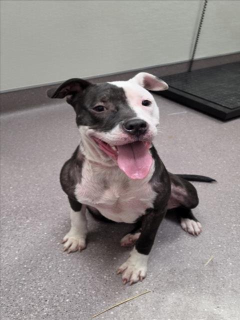 LILO - Pit Bull Terrier available for adoption