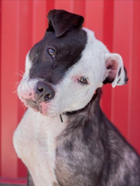 LILO - Pit Bull Terrier available for adoption