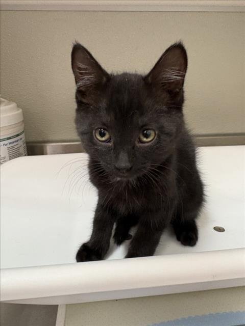 PANINI - Domestic Short Hair available for adoption