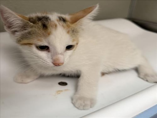 GWEN - Domestic Short Hair available for adoption