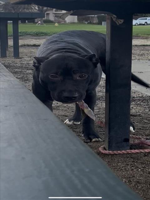 WONTON - Pit Bull Terrier available for adoption