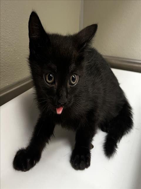 DUBLIN - Domestic Short Hair available for adoption