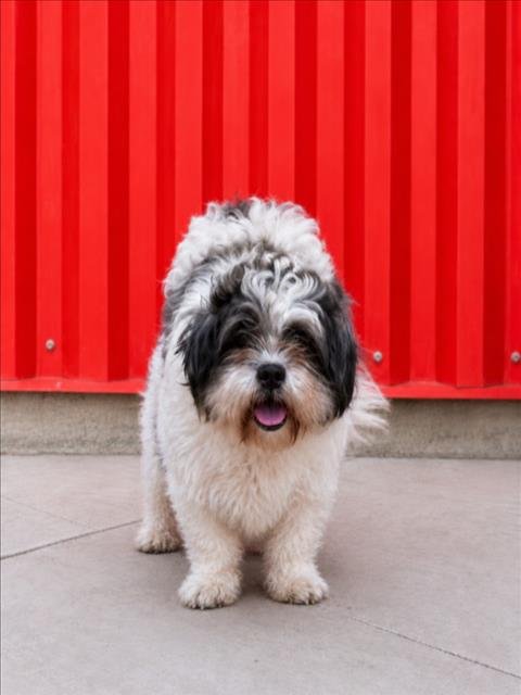 MI AMORE - Shih Tzu available for adoption