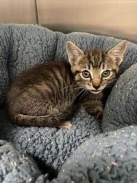 FINN - Photo 1
