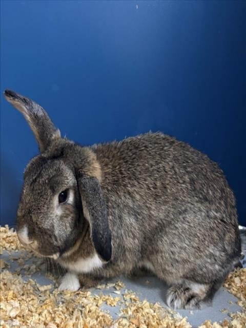 A046455 - Shorthaired Rabbit available for adoption