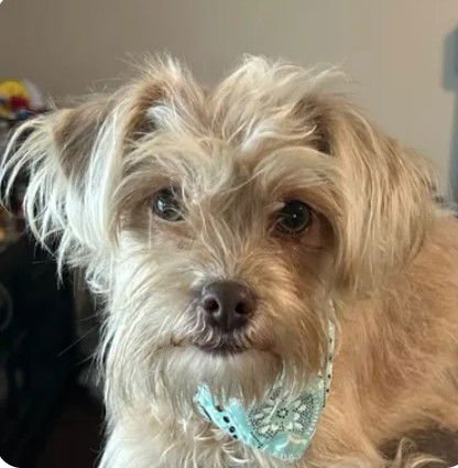 A046919 - Cairn Terrier available for adoption