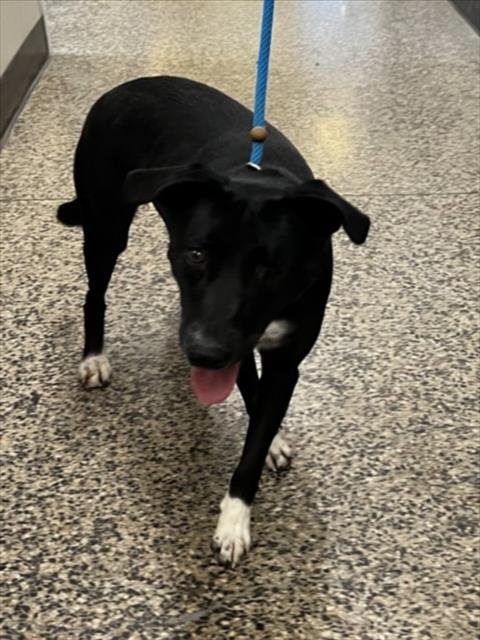 ACLARE - Doberman Pinscher available for adoption