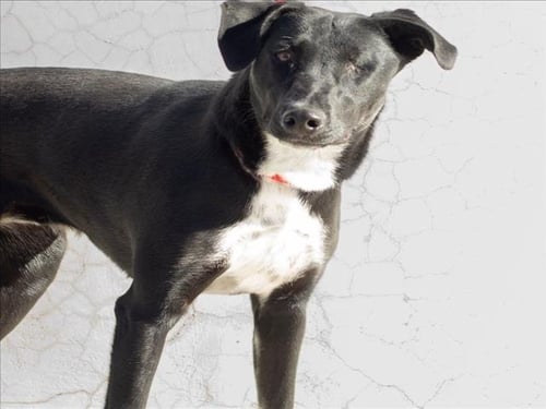 ACLARE - Doberman Pinscher available for adoption