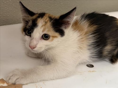 BECKY - Domestic Short Hair available for adoption