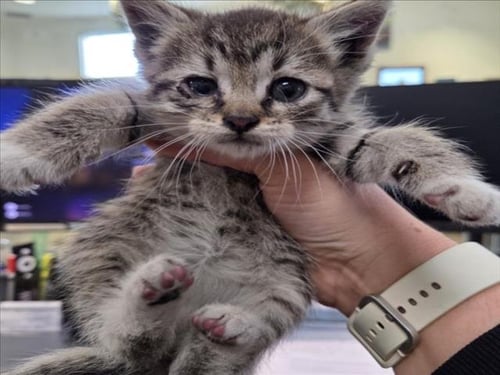 ARACARI - Domestic Short Hair available for adoption