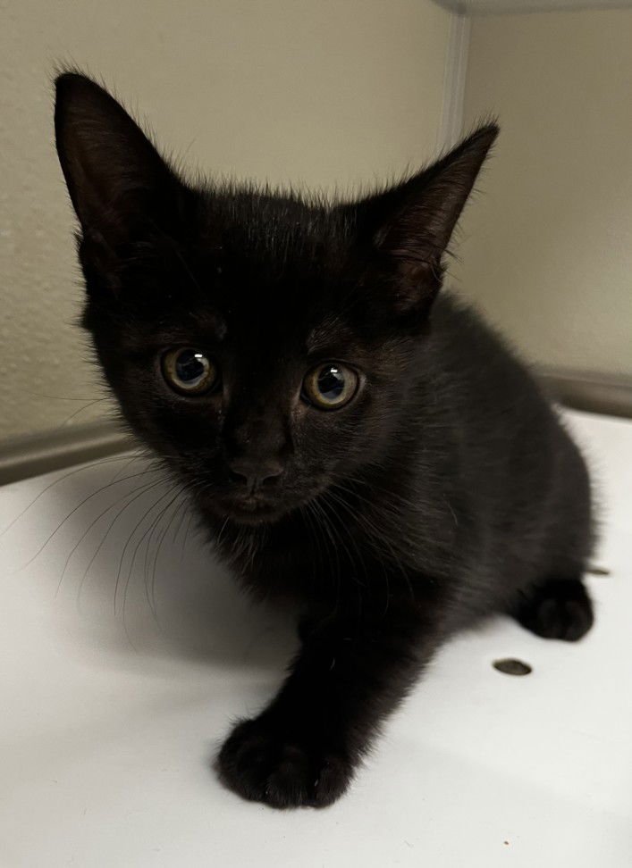 LISBURN - Domestic Short Hair available for adoption