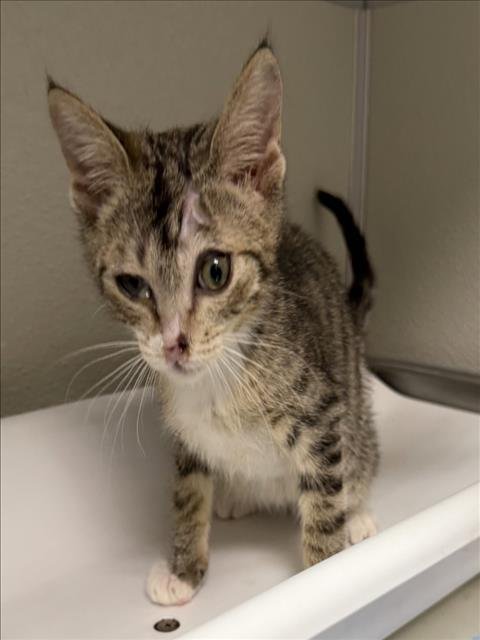 ELVIS - Domestic Short Hair available for adoption