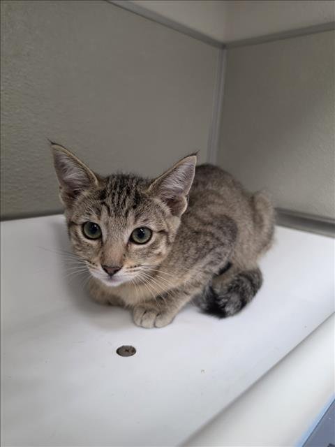 BLOSSOM - Domestic Short Hair available for adoption