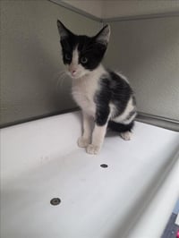 STEWIE - Photo 1
