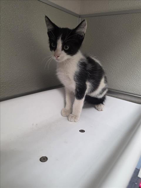 STEWIE - Domestic Short Hair available for adoption