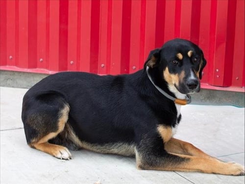 LIRIO - German Shepherd Dog / Rottweiler available for adoption