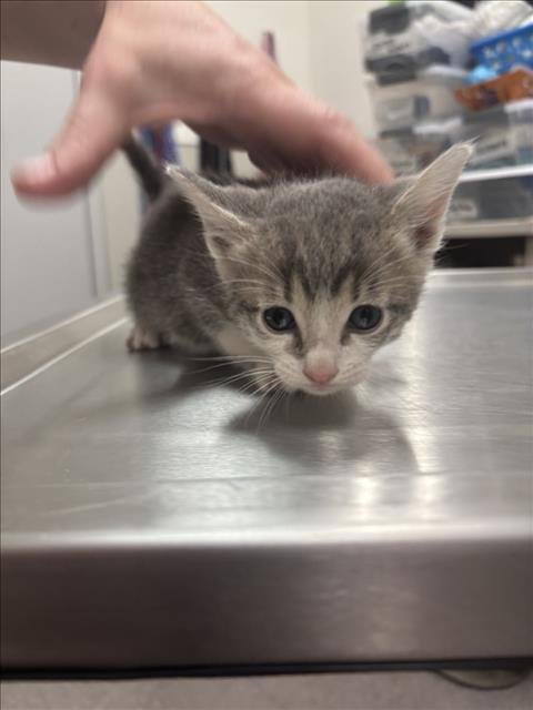 LIMERICK - Domestic Short Hair available for adoption