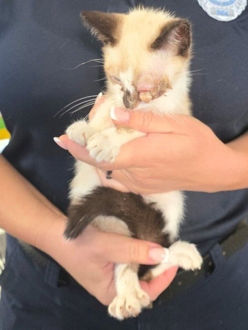 MARVIN - Siamese available for adoption